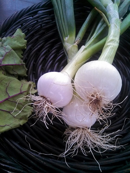 Home-grown Onions