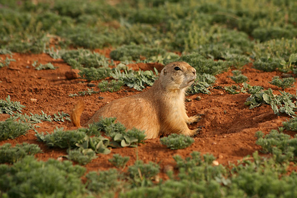 Prairie Dog
