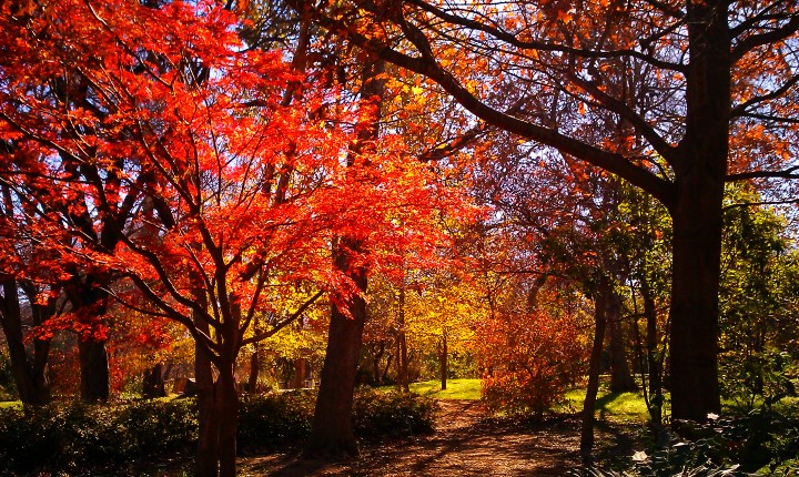 North Texas Landscape