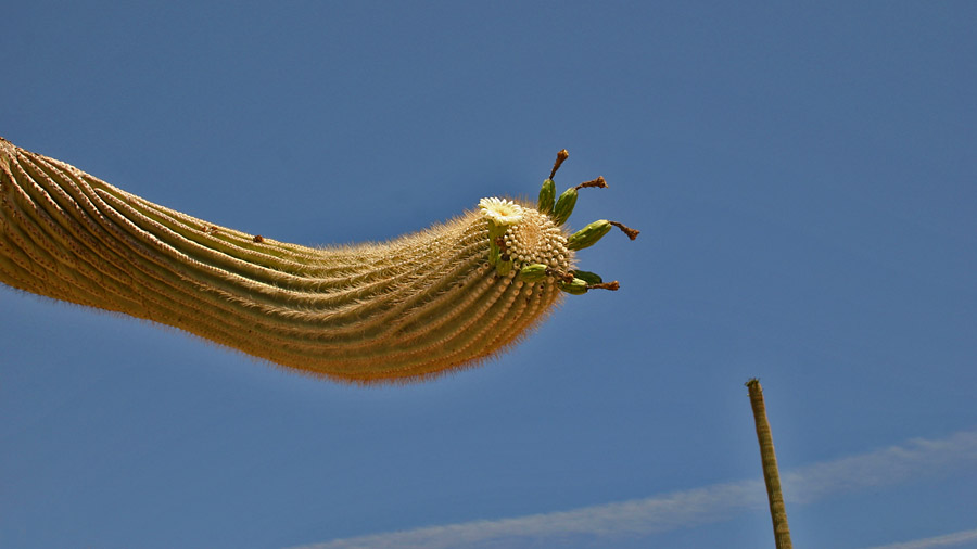 Saguaro - Mile Zero Trail Association