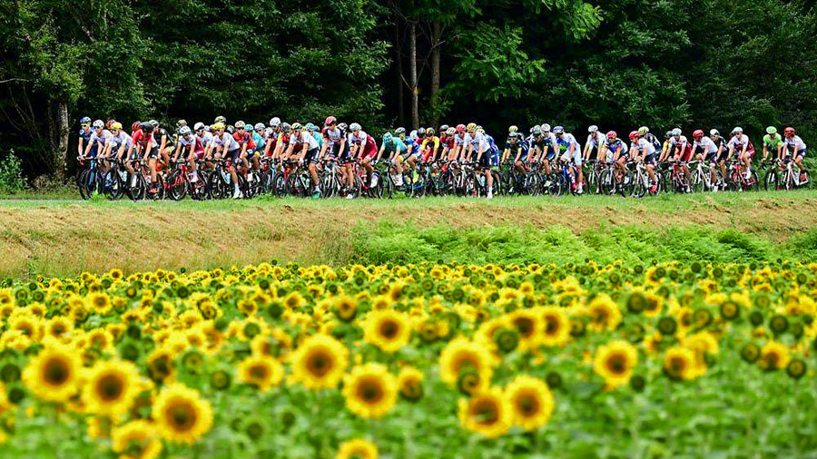 Sunflowers line the Tour de France