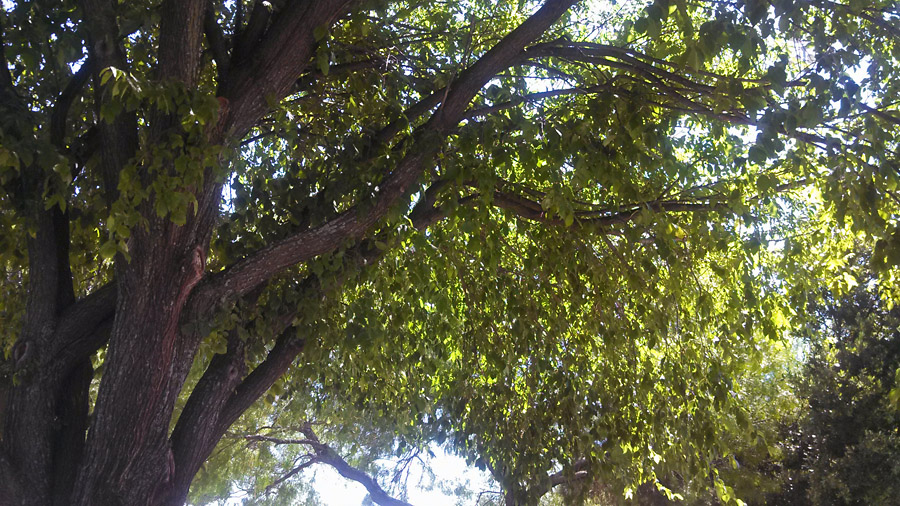 MZTA - Tree Programs